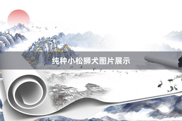 纯种小松狮犬图片展示